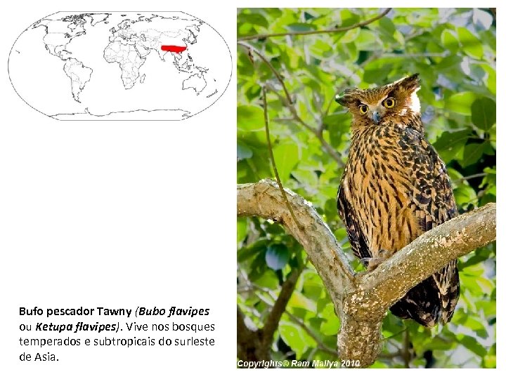 Bufo pescador Tawny (Bubo flavipes ou Ketupa flavipes). Vive nos bosques temperados e subtropicais