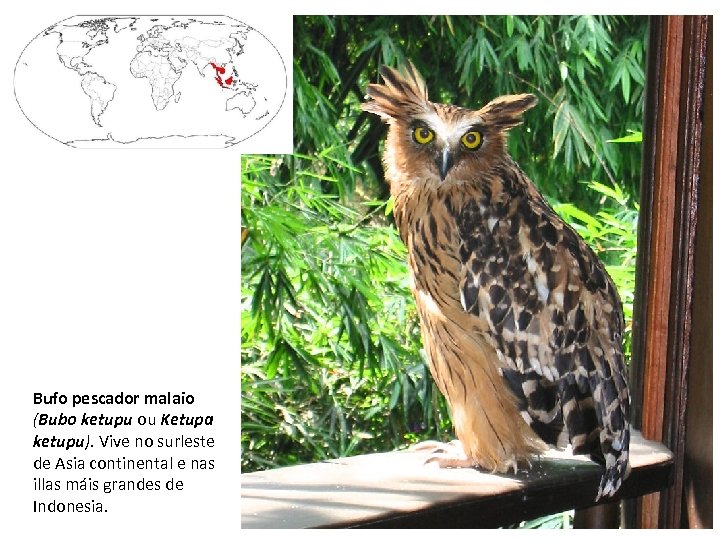 Bufo pescador malaio (Bubo ketupu ou Ketupa ketupu). Vive no surleste de Asia continental