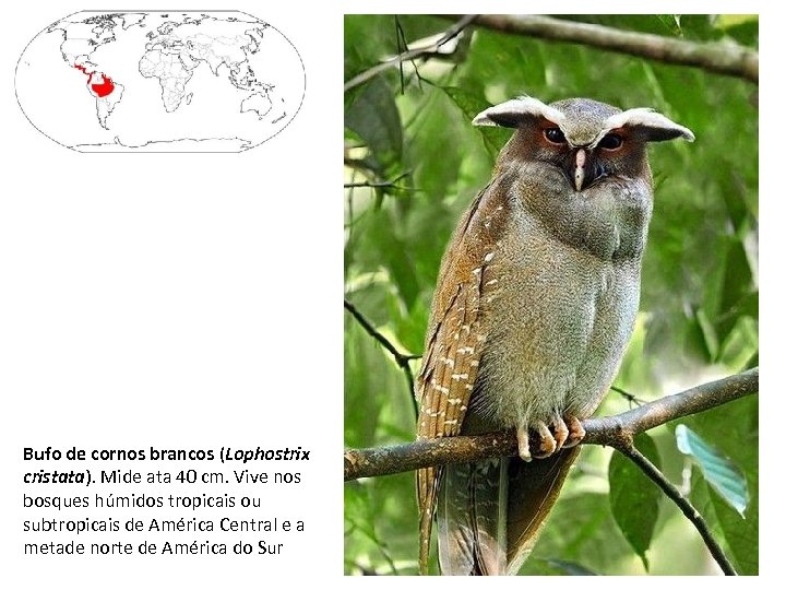 Bufo de cornos brancos (Lophostrix cristata). Mide ata 40 cm. Vive nos bosques húmidos