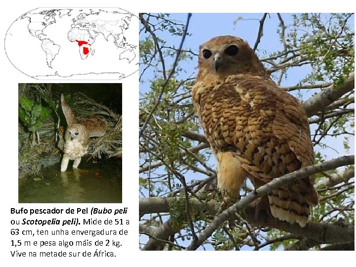 Bufo pescador de Pel (Bubo peli ou Scotopelia peli). Mide de 51 a 63