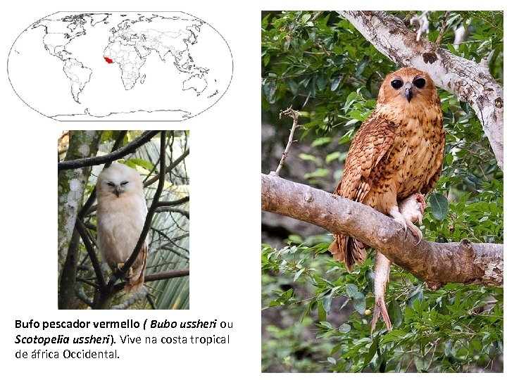 Bufo pescador vermello ( Bubo ussheri ou Scotopelia ussheri). Vive na costa tropical de