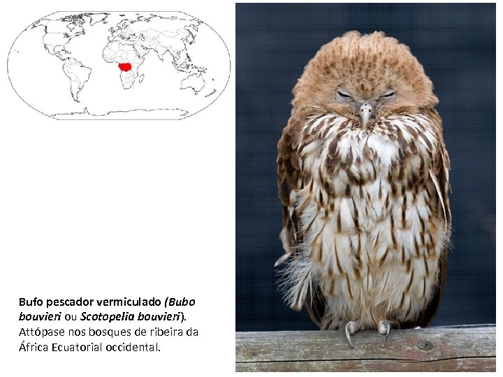 Bufo pescador vermiculado (Bubo bouvieri ou Scotopelia bouvieri). Attópase nos bosques de ribeira da