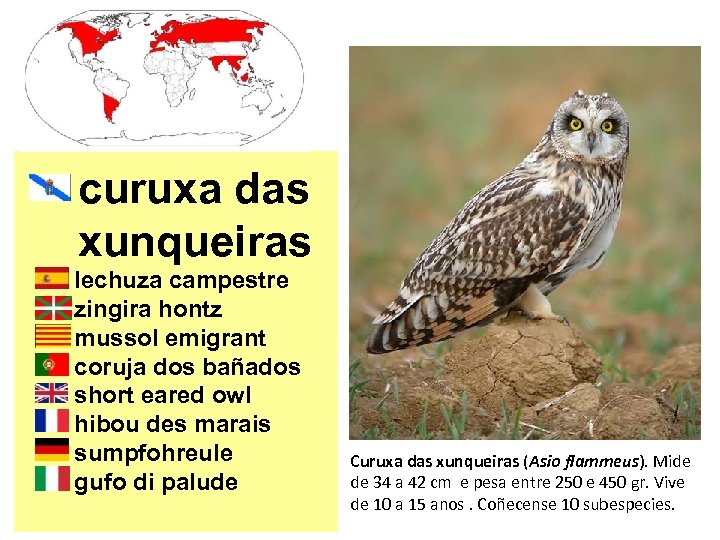 curuxa das xunqueiras lechuza campestre zingira hontz mussol emigrant coruja dos bañados short eared