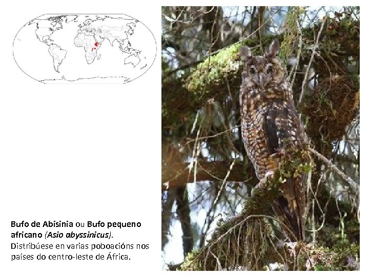 Bufo de Abisinia ou Bufo pequeno africano (Asio abyssinicus). Distribúese en varias poboacións nos