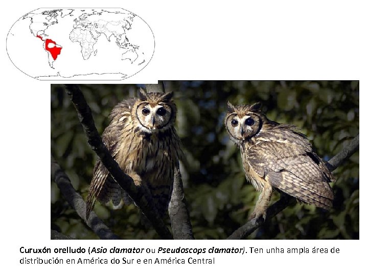 Curuxón orelludo (Asio clamator ou Pseudoscops clamator). Ten unha ampla área de distribución en