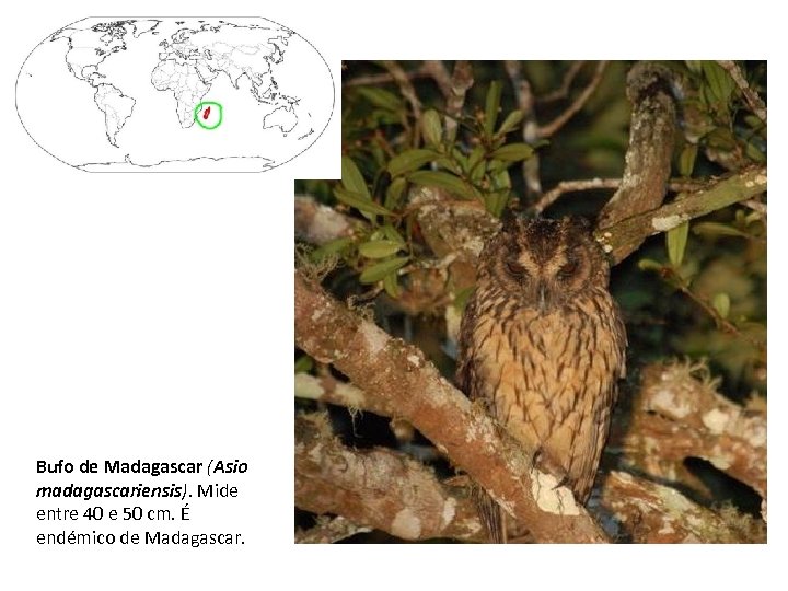 Bufo de Madagascar (Asio madagascariensis). Mide entre 40 e 50 cm. É endémico de