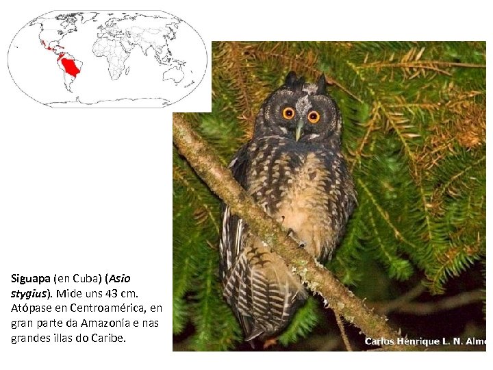 Siguapa (en Cuba) (Asio stygius). Mide uns 43 cm. Atópase en Centroamérica, en gran