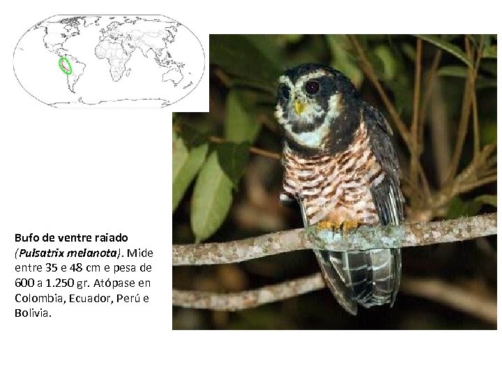 Bufo de ventre raiado (Pulsatrix melanota). Mide entre 35 e 48 cm e pesa