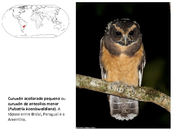 Curuxón acollarado pequeno ou curuxón de anteollos menor (Pulsatrix koeniswaldiana). A tópase entre Brsial,