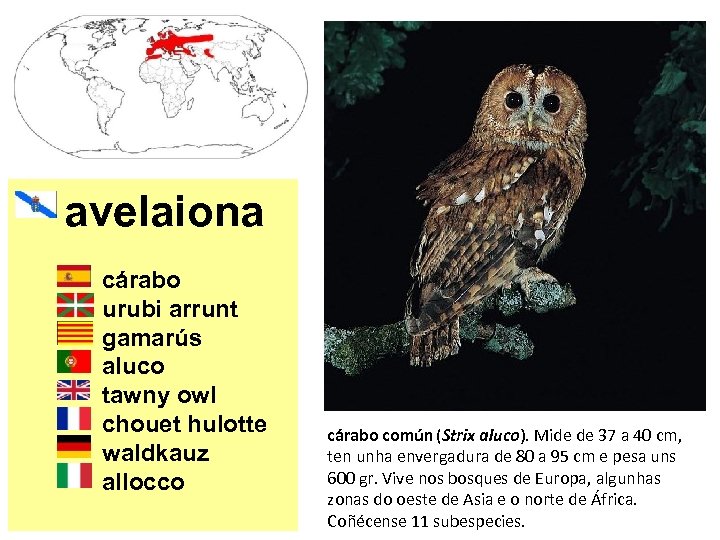avelaiona cárabo urubi arrunt gamarús aluco tawny owl chouet hulotte waldkauz allocco cárabo común
