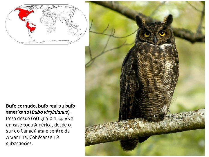 Bufo cornudo, bufo real ou bufo americano (Bubo virginianus). Pesa desde 650 gr ata