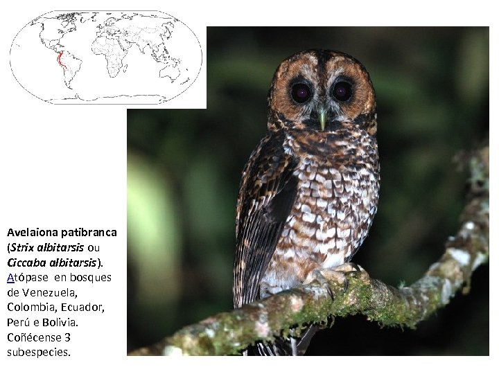 Avelaiona patibranca (Strix albitarsis ou Ciccaba albitarsis). Atópase en bosques de Venezuela, Colombia, Ecuador,