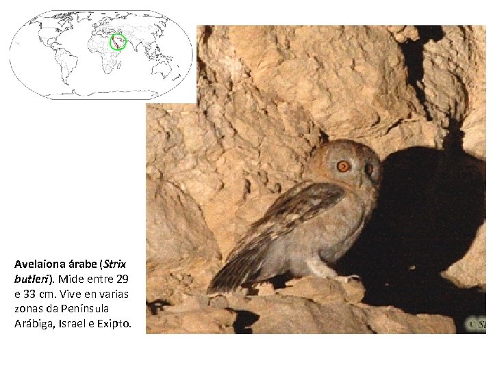 Avelaiona árabe (Strix butleri). Mide entre 29 e 33 cm. Vive en varias zonas