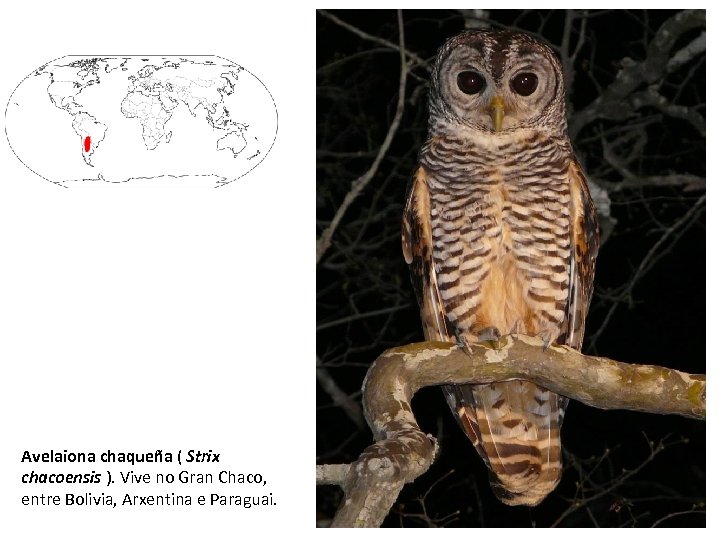 Avelaiona chaqueña ( Strix chacoensis ). Vive no Gran Chaco, entre Bolivia, Arxentina e