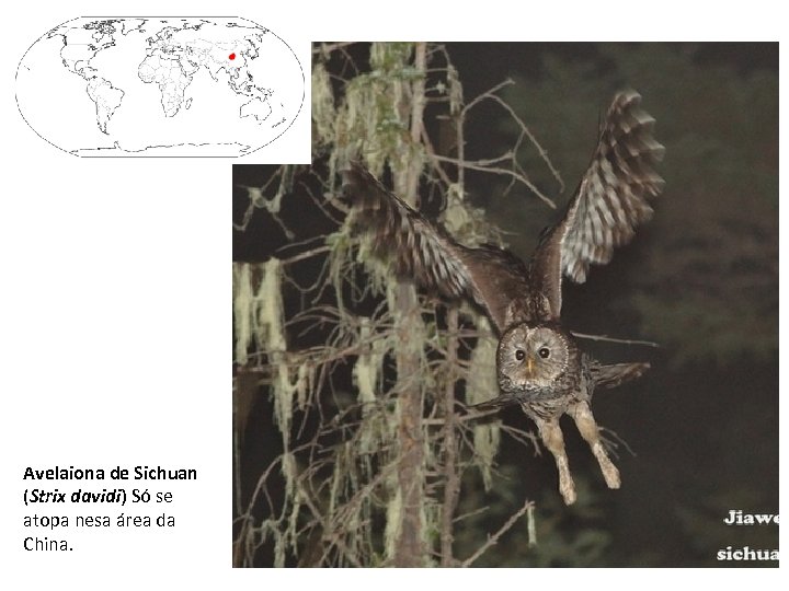 Avelaiona de Sichuan (Strix davidi) Só se atopa nesa área da China. 