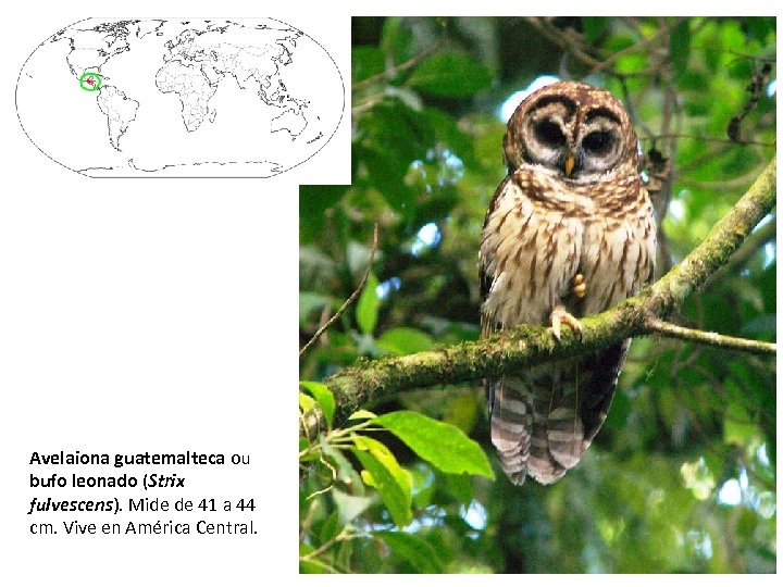 Avelaiona guatemalteca ou bufo leonado (Strix fulvescens). Mide de 41 a 44 cm. Vive
