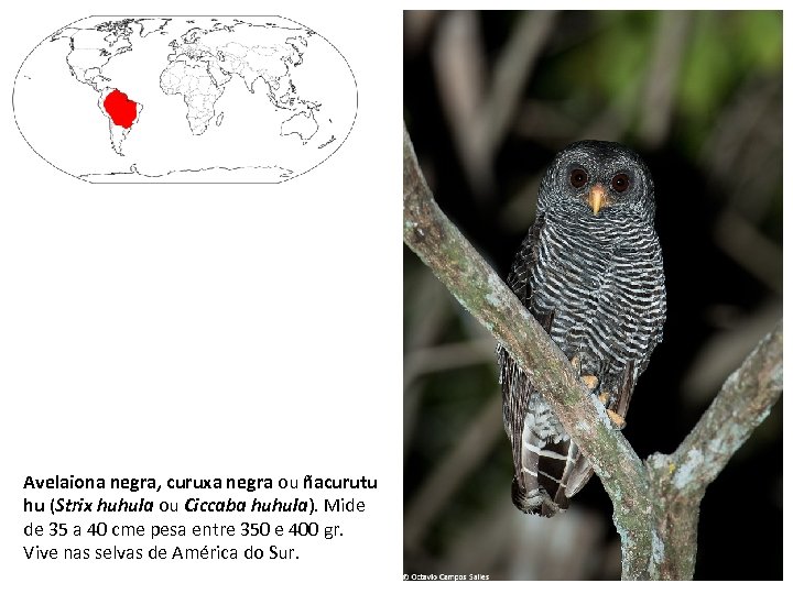 Avelaiona negra, curuxa negra ou ñacurutu hu (Strix huhula ou Ciccaba huhula). Mide de