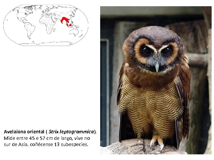 Avelaiona oriental ( Strix leptogrammica). Mide entre 45 e 57 cm de largo, vive