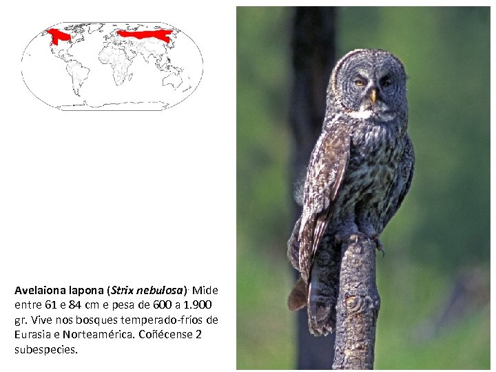 Avelaiona lapona (Strix nebulosa). Mide entre 61 e 84 cm e pesa de 600