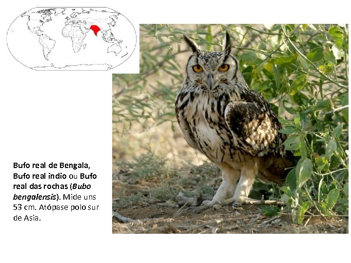 Bufo real de Bengala, Bufo real indio ou Bufo real das rochas (Bubo bengalensis).