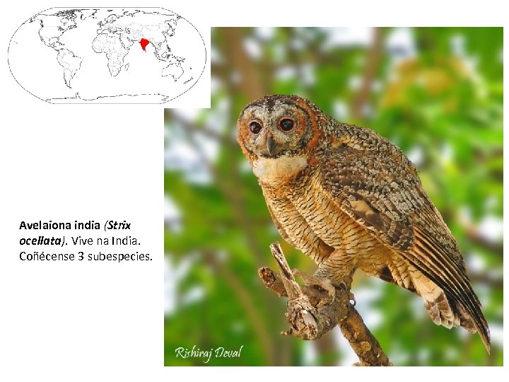 Avelaiona india (Strix ocellata). Vive na India. Coñécense 3 subespecies. 