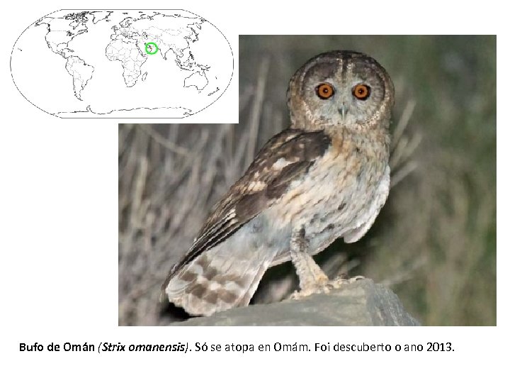 Bufo de Omán (Strix omanensis). Só se atopa en Omám. Foi descuberto o ano