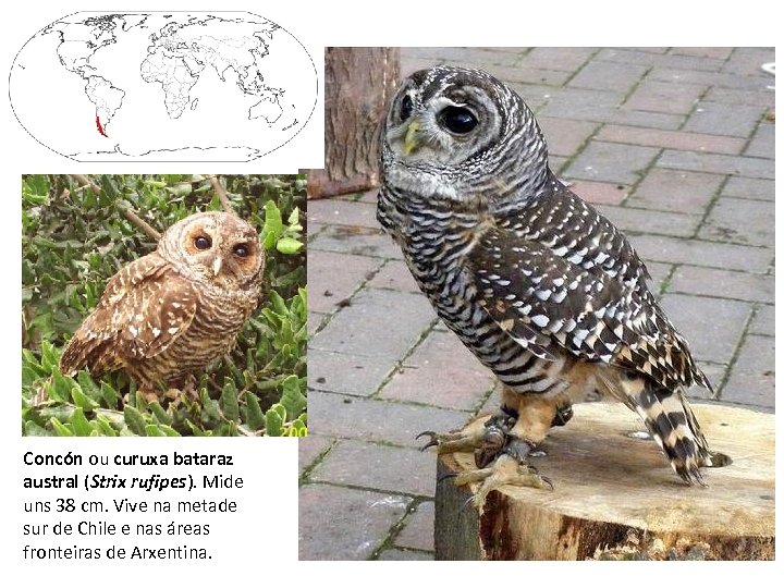 Concón ou curuxa bataraz austral (Strix rufipes). Mide uns 38 cm. Vive na metade