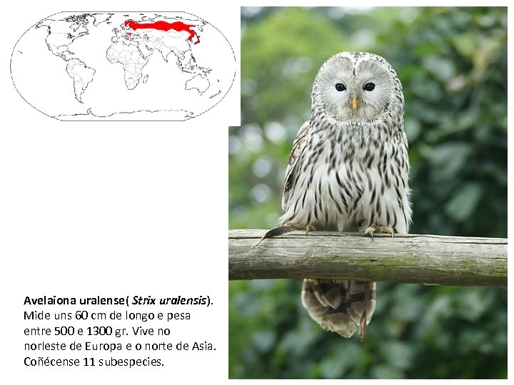 Avelaiona uralense( Strix uralensis). Mide uns 60 cm de longo e pesa entre 500