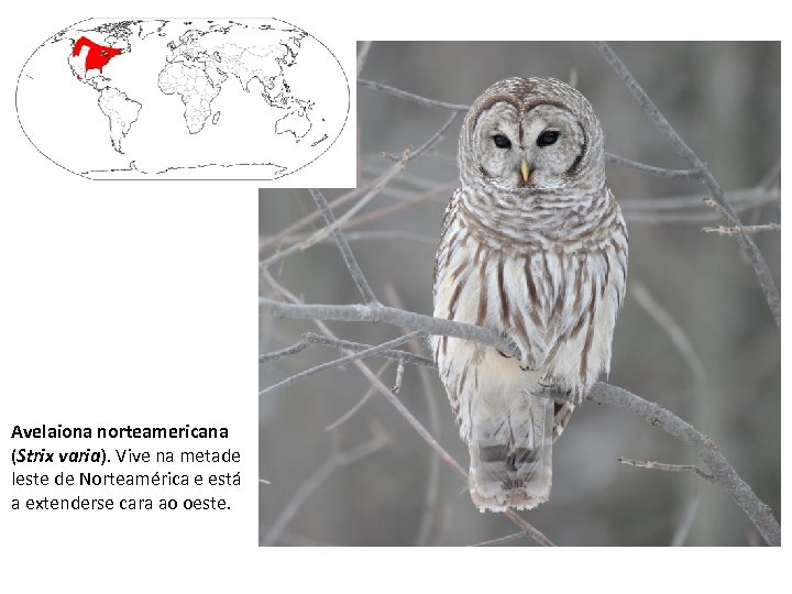 Avelaiona norteamericana (Strix varia). Vive na metade leste de Norteamérica e está a extenderse