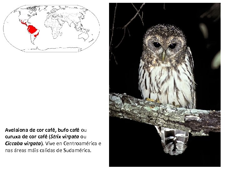 Avelaiona de cor café, bufo café ou curuxa de cor café (Strix virgata ou