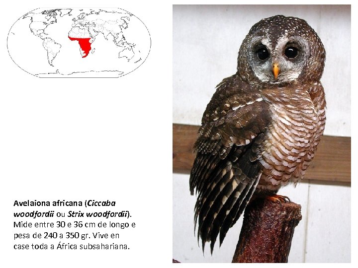 Avelaiona africana (Ciccaba woodfordii ou Strix woodfordii). Mide entre 30 e 36 cm de