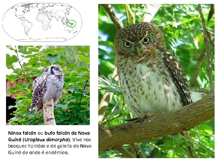 Nínox falcón ou bufo falcón de Nova Guiné (Uroglaux dimorpha). Vive nos bosques húnidos