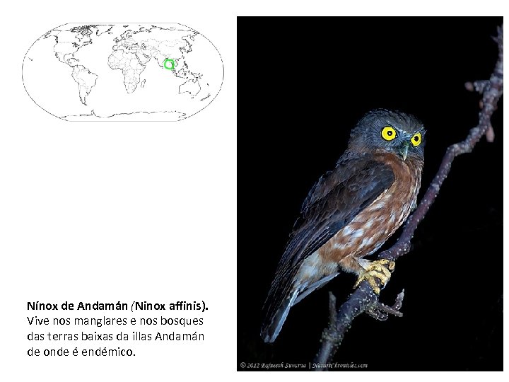 Nínox de Andamán (Ninox affinis). Vive nos manglares e nos bosques das terras baixas