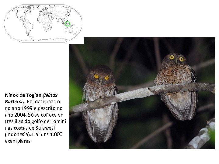 Nínox de Togian (Ninox Burhani). Foi descuberto no ano 1999 e descrito no ano