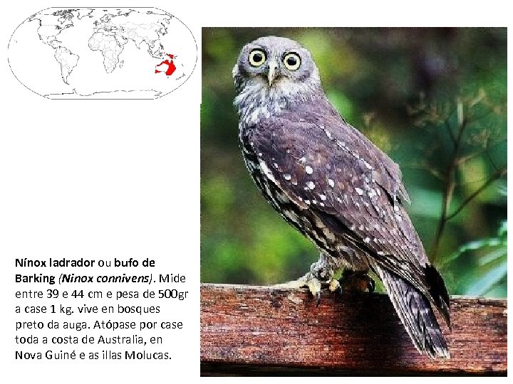 Nínox ladrador ou bufo de Barking (Ninox connivens). Mide entre 39 e 44 cm