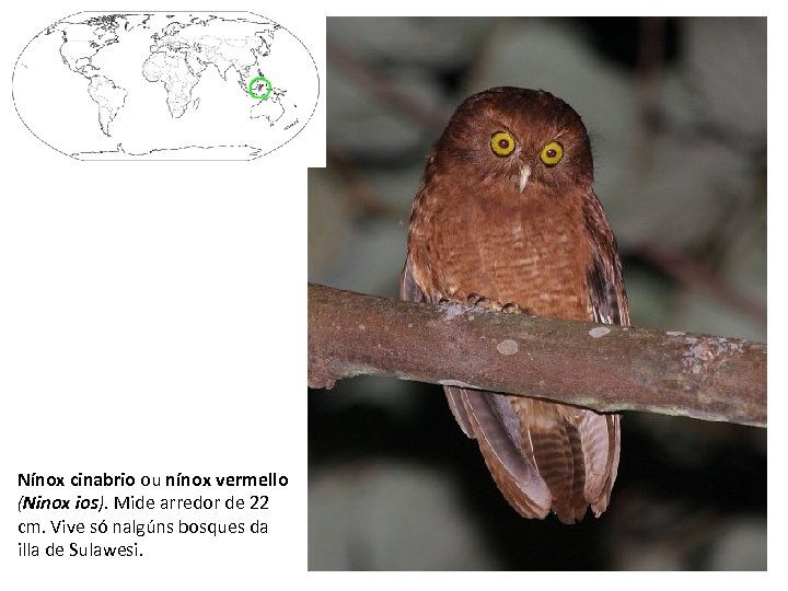 Nínox cinabrio ou nínox vermello (Ninox ios). Mide arredor de 22 cm. Vive só