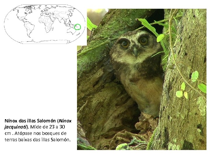 Nínox das illas Salomón (Ninox jacquinoti). Mide de 23 a 30 cm. Atópase nos