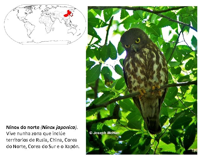 Nínox do norte (Ninox japonica). Vive nunha zona que inclúe territorios de Rusia, China,
