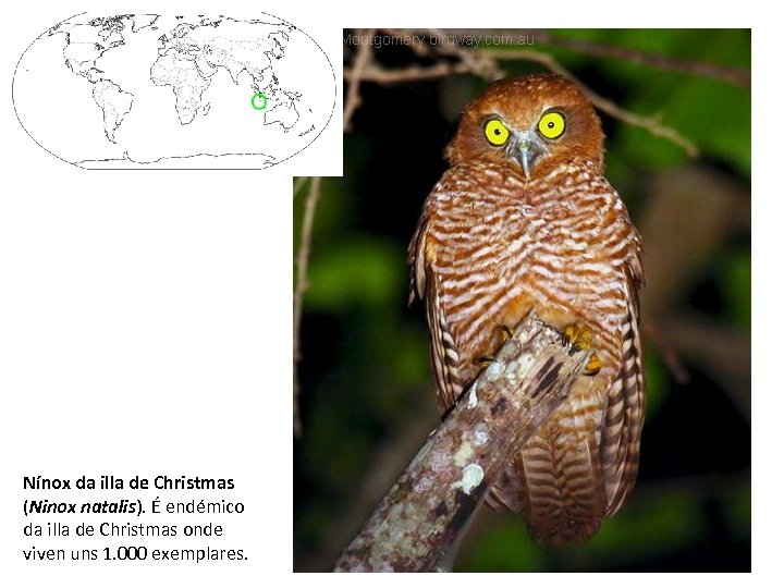 Nínox da illa de Christmas (Ninox natalis). É endémico da illa de Christmas onde