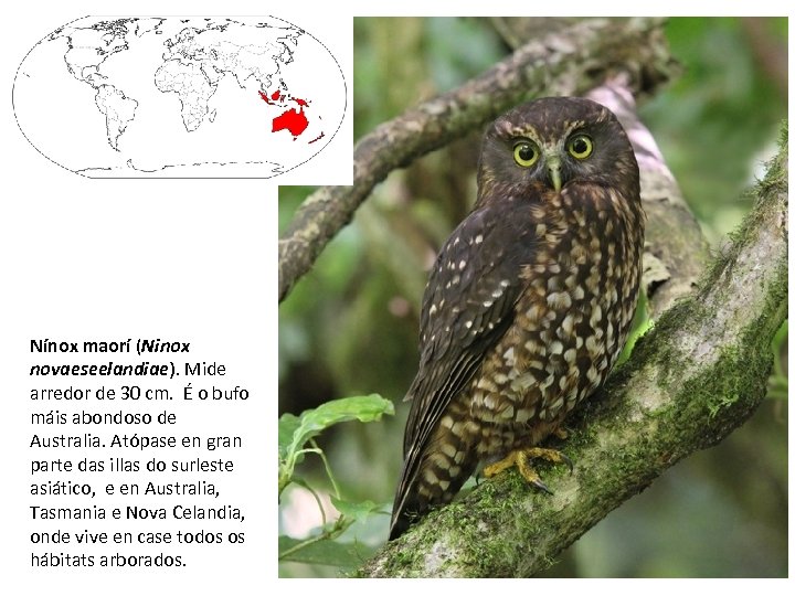 Nínox maorí (Ninox novaeseelandiae). Mide arredor de 30 cm. É o bufo máis abondoso