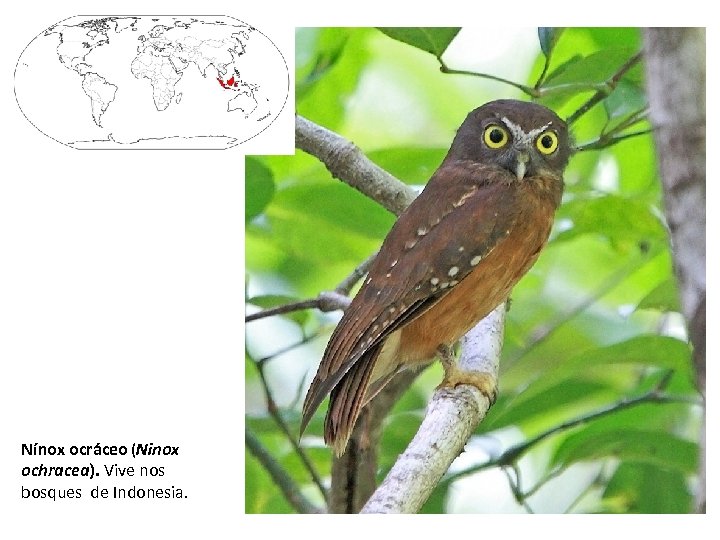 Nínox ocráceo (Ninox ochracea). Vive nos bosques de Indonesia. 