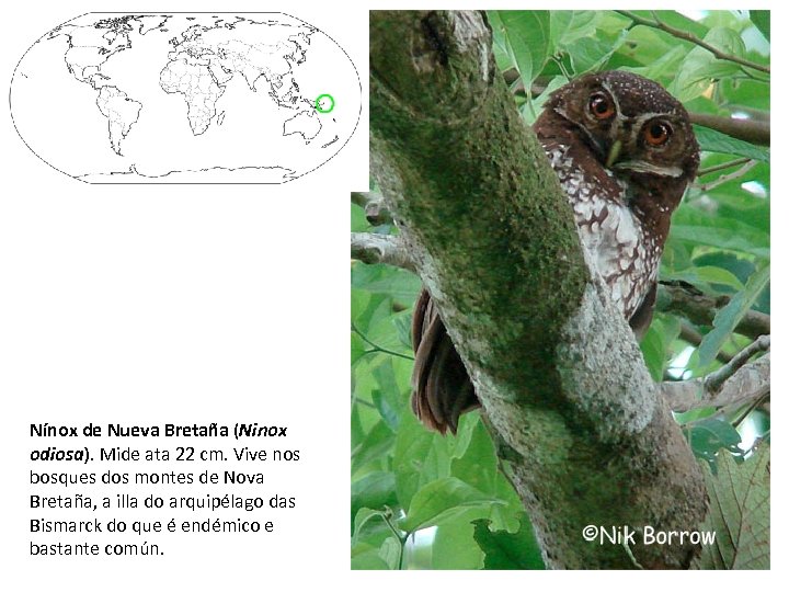 Nínox de Nueva Bretaña (Ninox odiosa). Mide ata 22 cm. Vive nos bosques dos