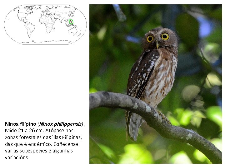 Nínox filipino (Ninox philippensis). Mide 21 a 26 cm. Atópase nas zonas forestales das