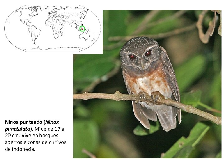 Nínox punteado (Ninox punctulata). Mide de 17 a 20 cm. Vive en bosques abertos