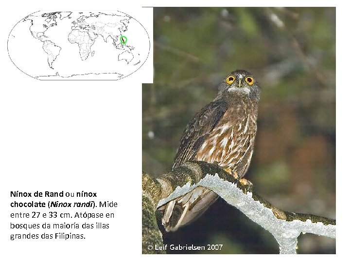 Nínox de Rand ou nínox chocolate (Ninox randi). Mide entre 27 e 33 cm.