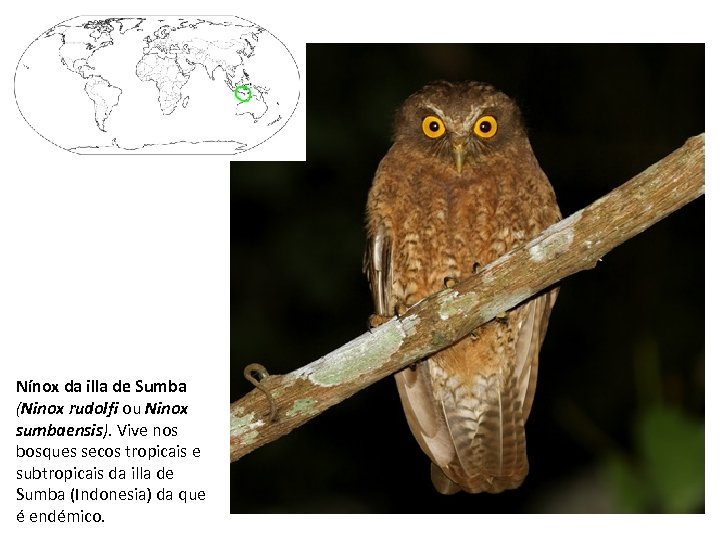 Nínox da illa de Sumba (Ninox rudolfi ou Ninox sumbaensis). Vive nos bosques secos