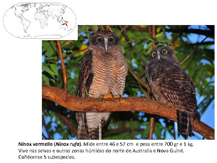 Nínox vermello (Ninox rufa). Mide entre 46 e 57 cm e pesa entre 700