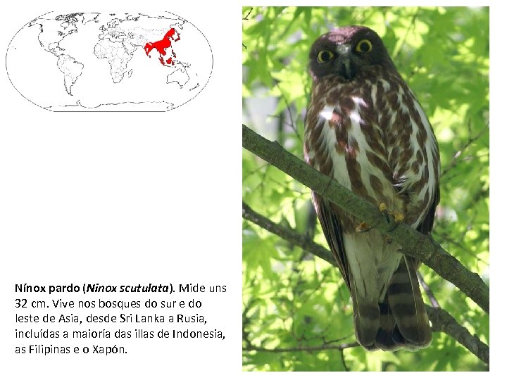 Nínox pardo (Ninox scutulata). Mide uns 32 cm. Vive nos bosques do sur e