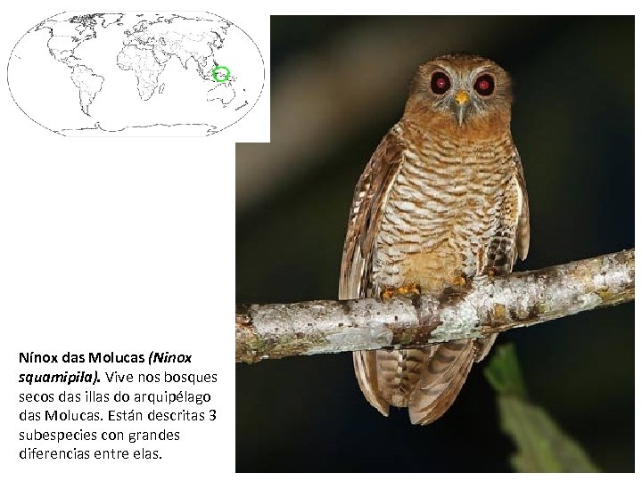 Nínox das Molucas (Ninox squamipila). Vive nos bosques secos das illas do arquipélago das