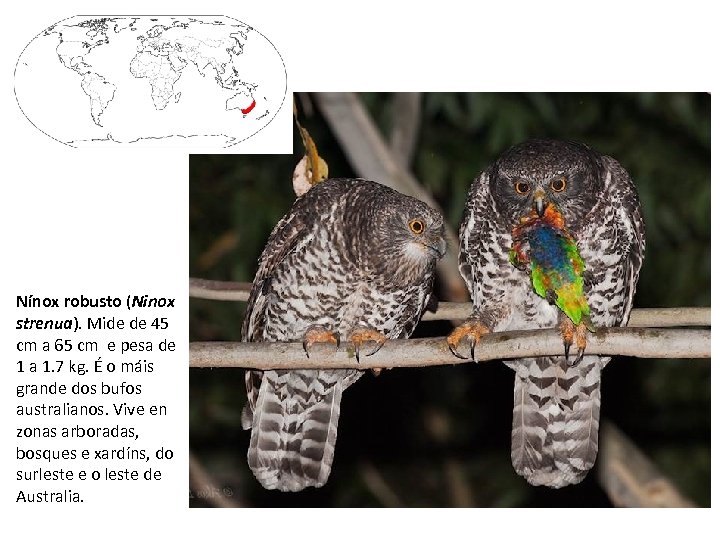 Nínox robusto (Ninox strenua). Mide de 45 cm a 65 cm e pesa de